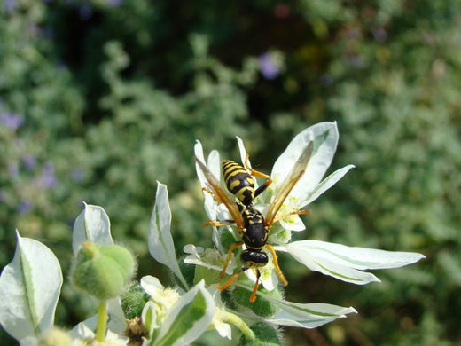 How to Get Rid of Stinging Pests