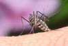 Mosquito Birth Control Being Developed - MosquitoNix