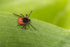 Tick-Borne Diseases in Dogs to Look Out For