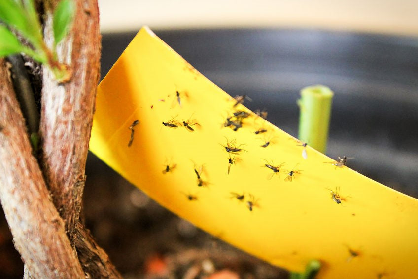 Getting Rid of Fungus Gnats in Houseplants - MosquitoNix