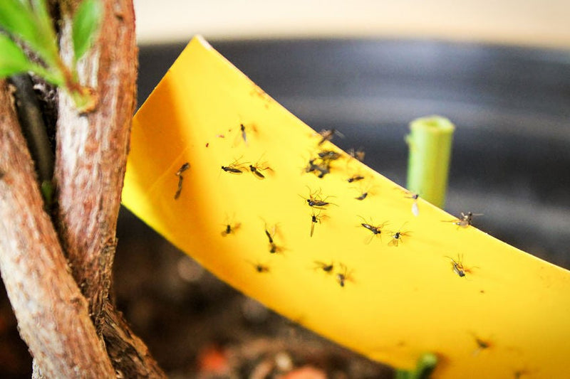 How to Get Rid of Gnats in Houseplants