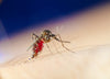 Facts About Mosquitoes