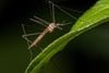 Crane Fly vs. Mosquito: What's the Difference?