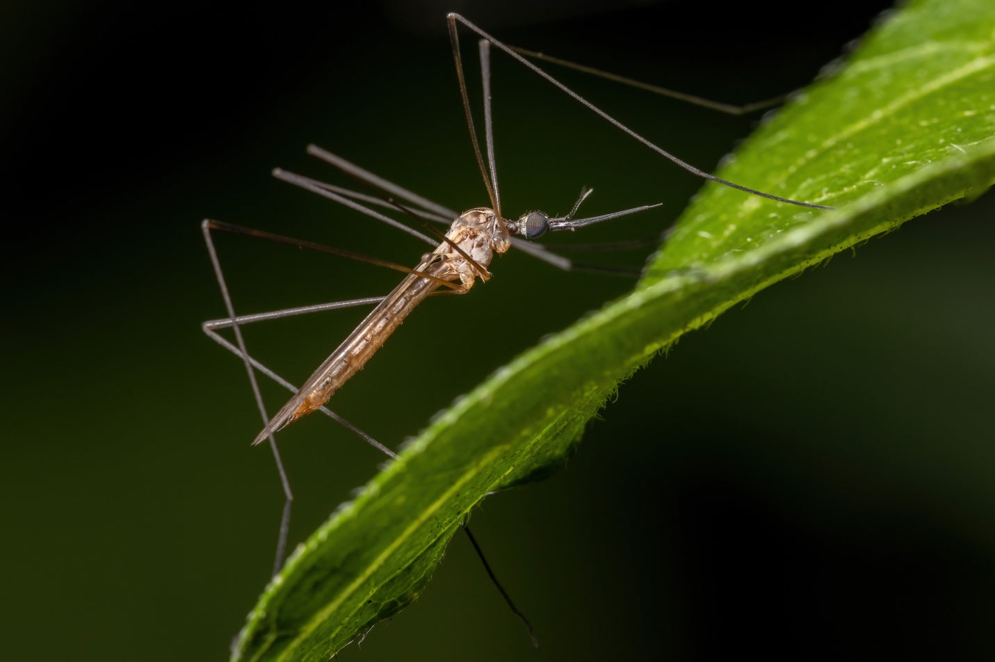 Everything You've Ever Wanted To Know About Daddy Long Legs