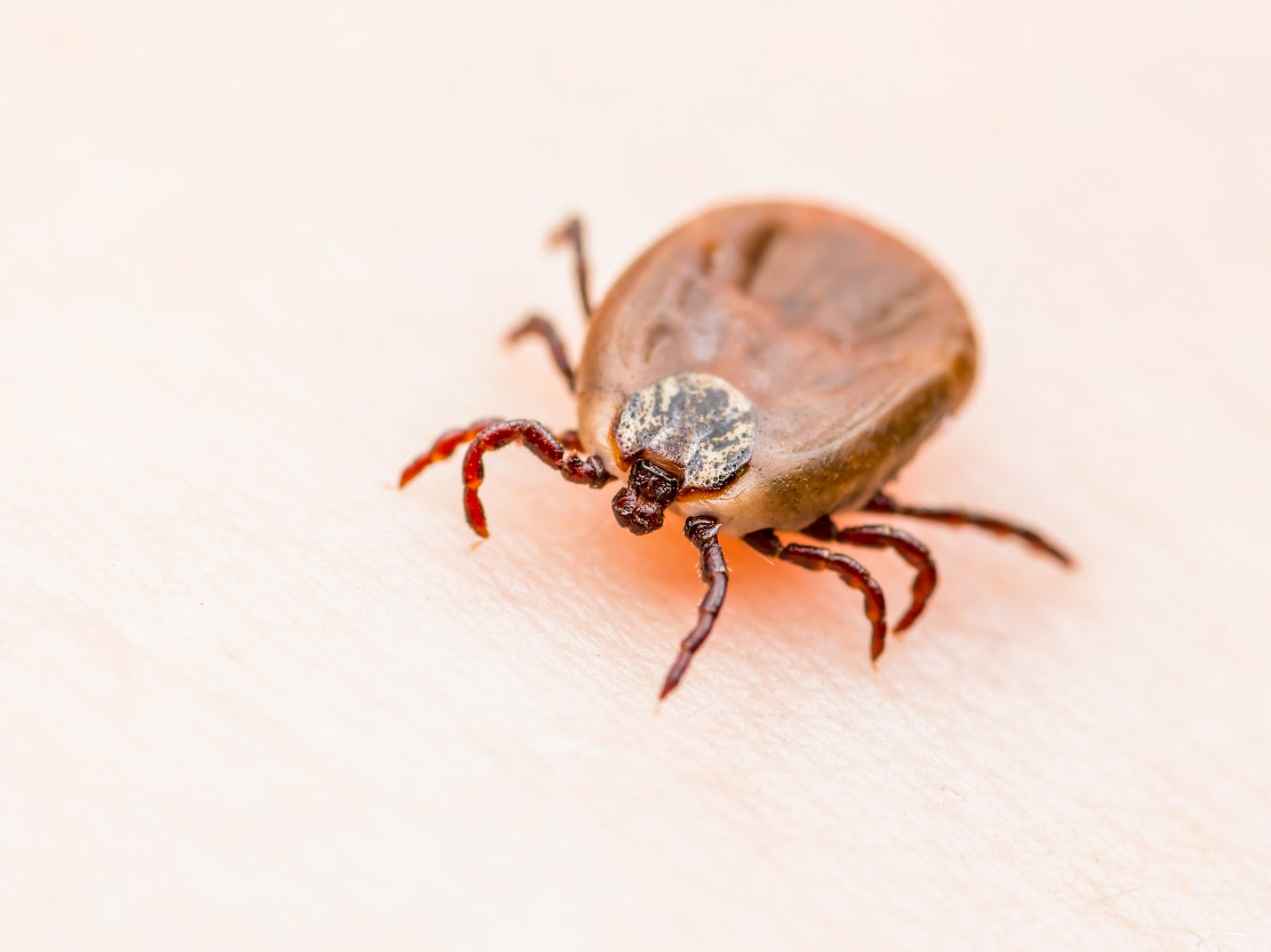 Types Of Ticks In Michigan