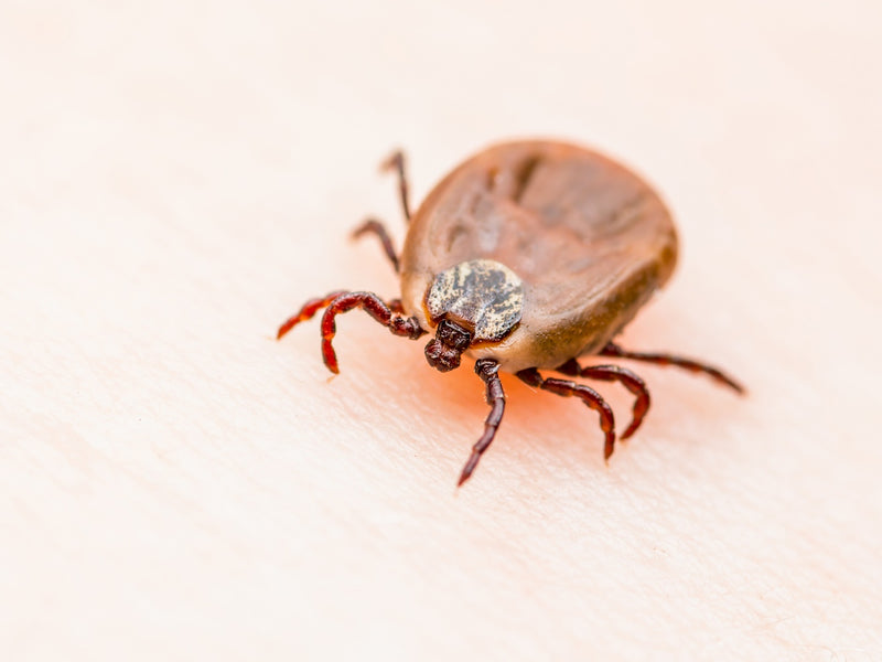 What Are The Most Common Tick Species?