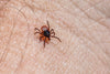 Wood Tick vs. Deer Tick