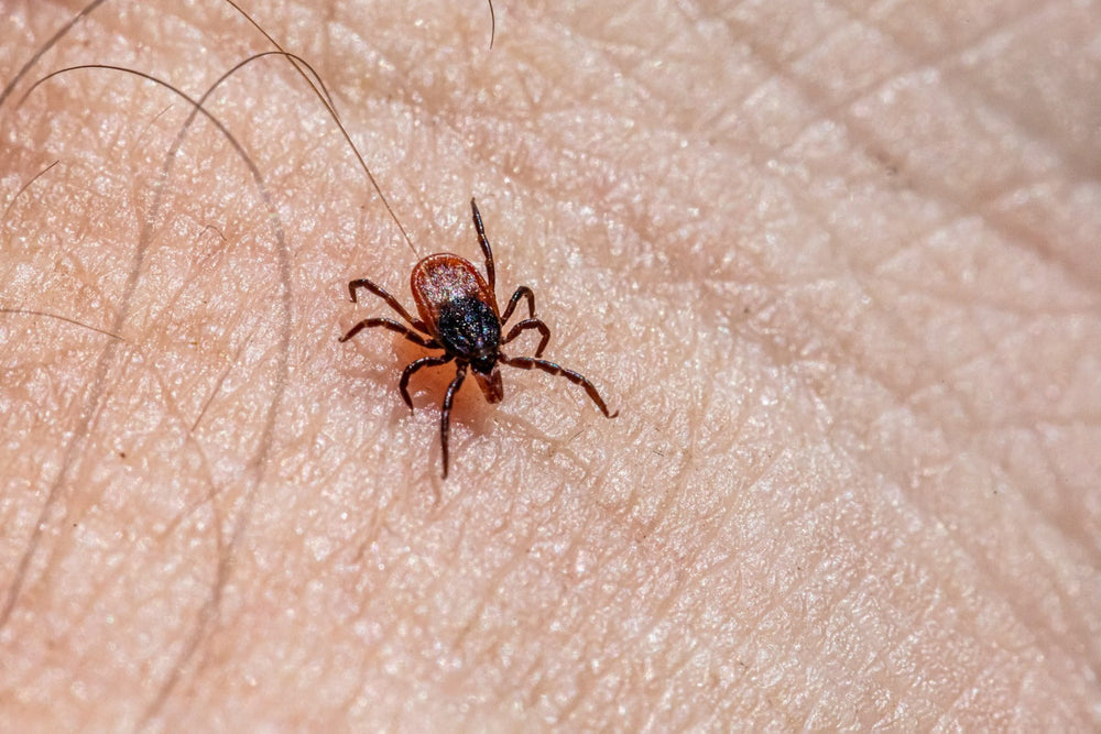 Picture of Image result for Tick prevention for pets with skin allergies