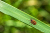 Nix Summertime Bugs and Pests