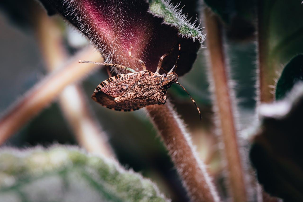 Nashville Insects Deal with Stink Bugs and Spiders in Nashville - MosquitoNix®