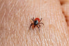 What Diseases Do Ticks Carry?