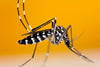 How to Identify Asian Tiger Mosquitoes