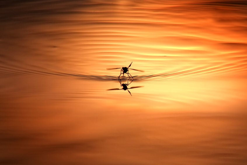 How to Prevent Mosquitoes After it Rains