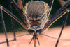 Officials Confirm West Nile virus found in FL and SC