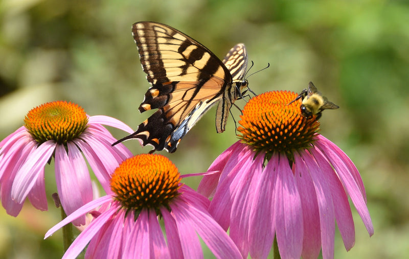 Can I Protect My Yard From Mosquitoes Without Harming Bees? A Pollinator-Friendly Approach for Long Island Homes