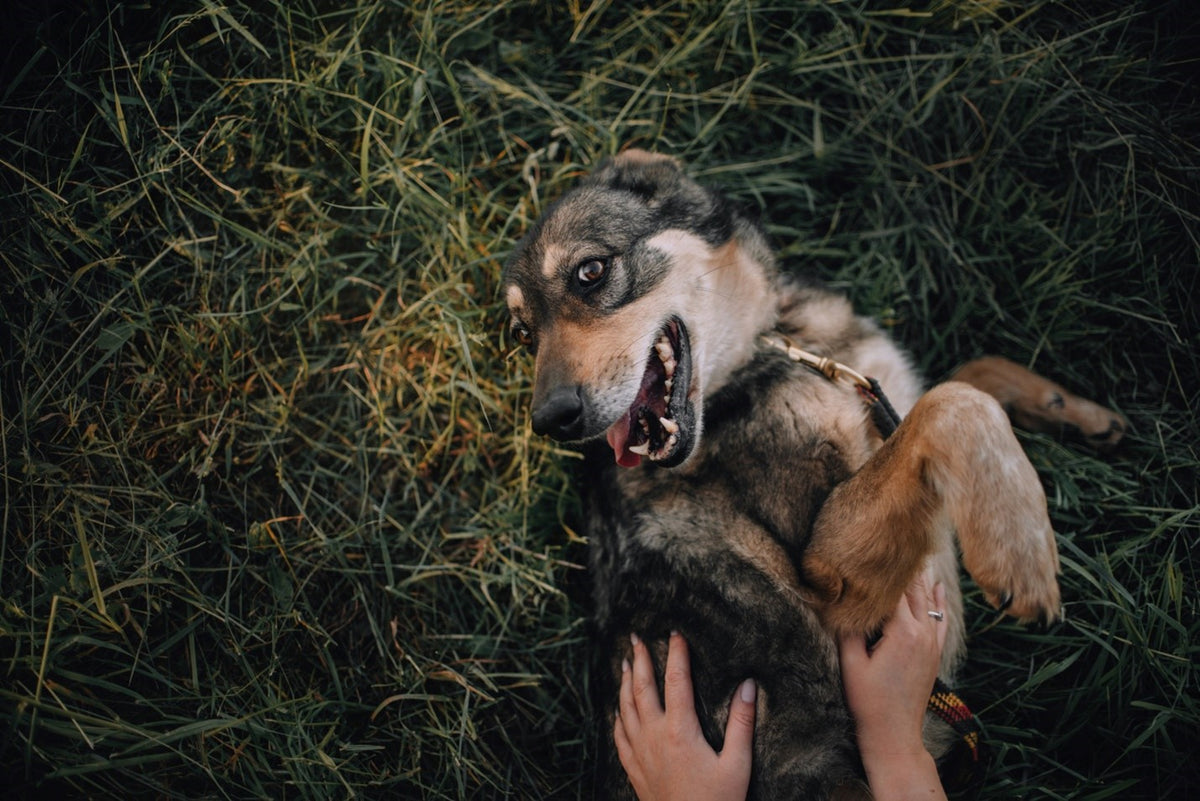 the-dangers-of-mosquito-bites-on-dogs-mosquitonix