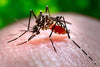 Zika Guidelines Prevention Tips Mosquitonix.com