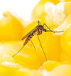 mosquito-borne-diesease-bites-nature-vs-science