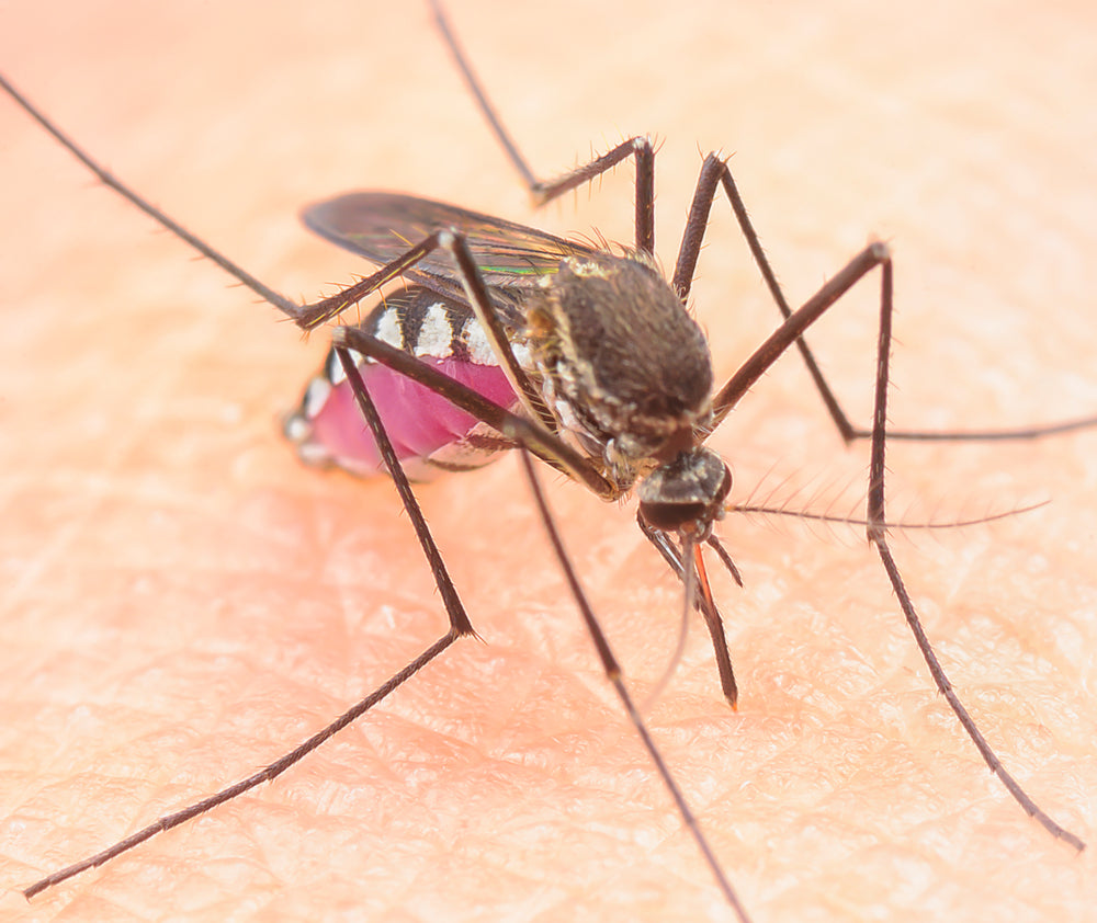 Miami-Mosquito-News-MosquitoNix-Experts