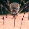 Mosquito-ZAP-MosquitoNix.com