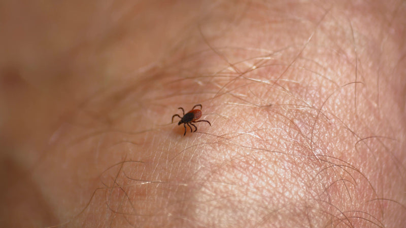 Exploding Tick Season on Long Island: Protect Your Family & Pets With MosquitoNix Organic Fogging or Misting