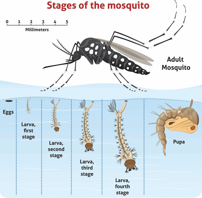 Breaking The Mosquito Breeding Cycle on Long Island