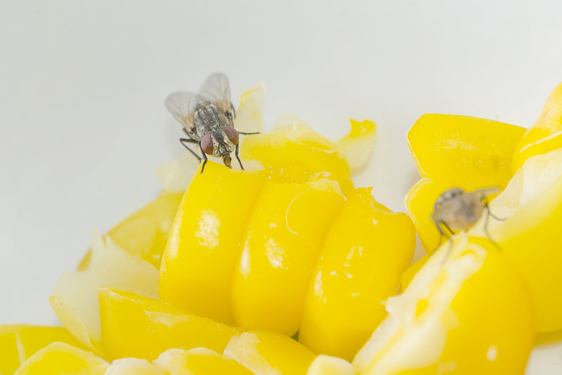 Types of Insects Treated by MosquitoNix Pest Control MosquitoNix®