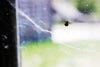 spiders-pest-control-mosquitonix-experts