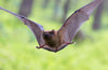 Mosquito Control & Management with Bats– MosquitoNix