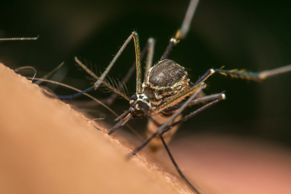 Mosquito Assassin Bugs Show Promise in Texas