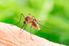 Why Texas is More at Risk for Mosquitoes and their Diseases
