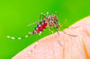 Discovery Mosquito Full Recap