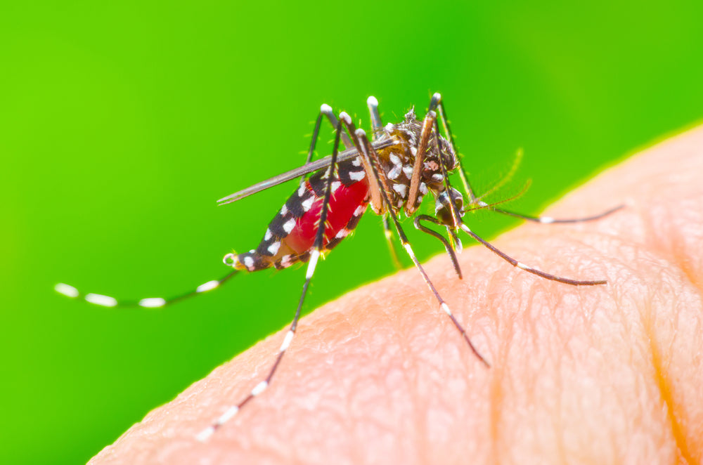 What Blood Type Do Mosquitoes Like? - Mosquitonix®