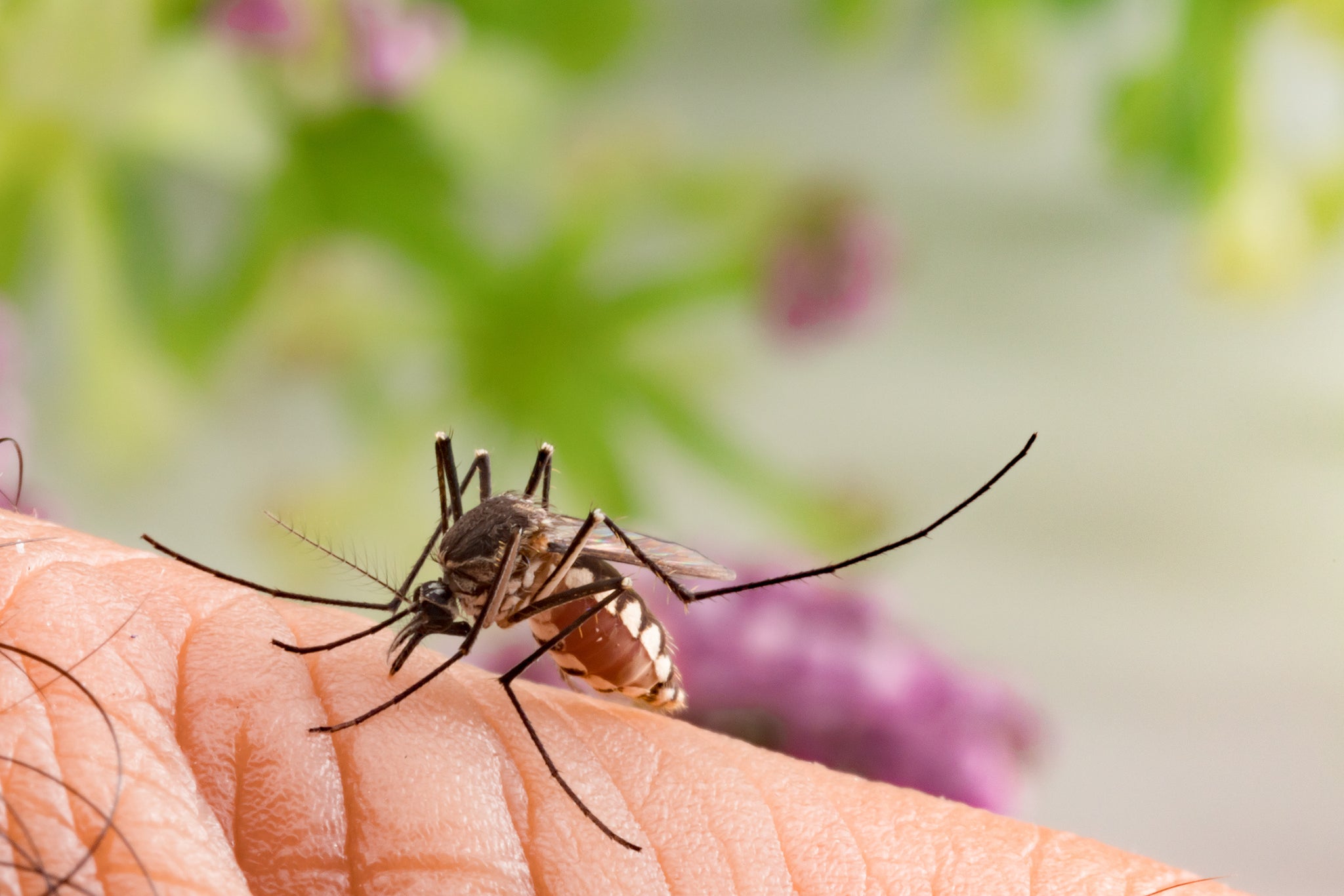 West-Nile-West-Texas-MosquitoNix.com 