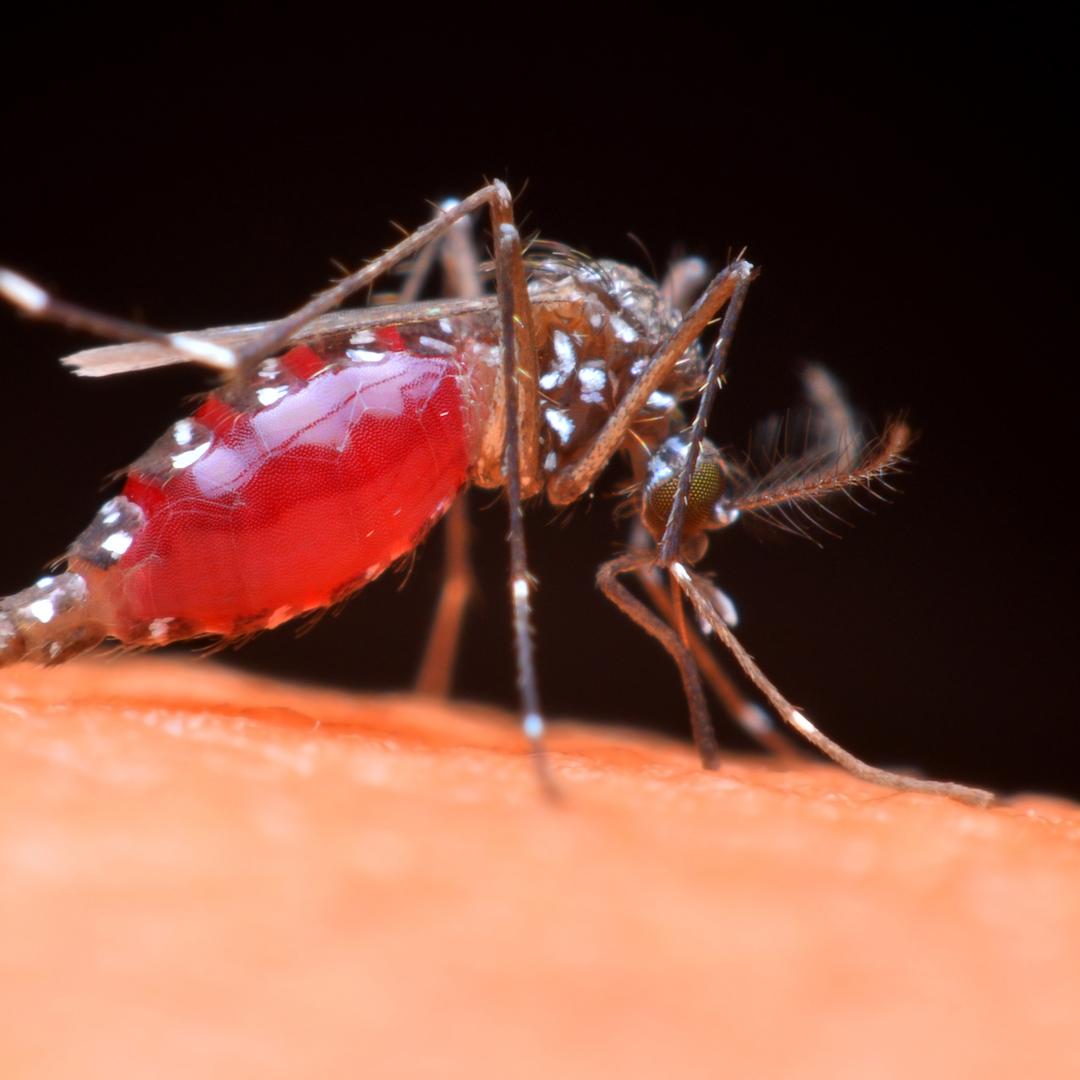 First Positive West Nile Virus in Dallas County, TX