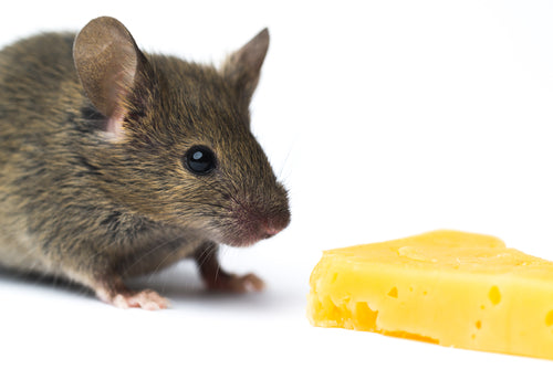 The Pest Control Industry is Growing 