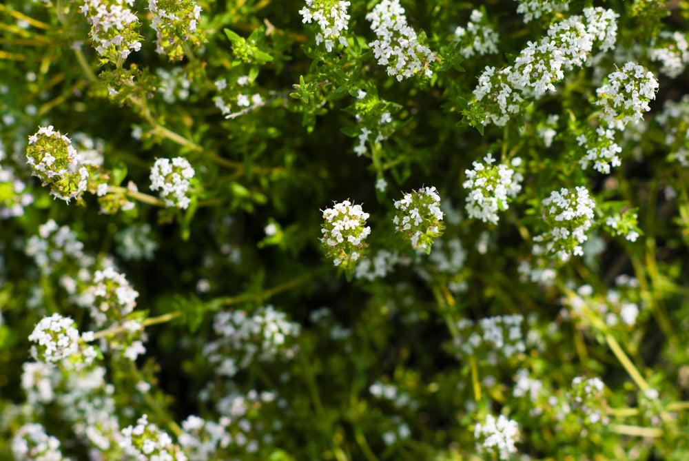 Mosquito-Repelling-Plants-Lemon-Grass-Thyme-MosquitoNix.com