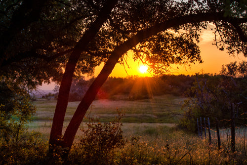 WNV -West Nile Virus - Georgetown Texas
