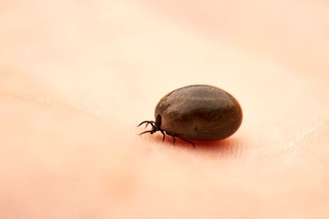 How to Remove a Tick Without Tweezers - MosquitoNix®